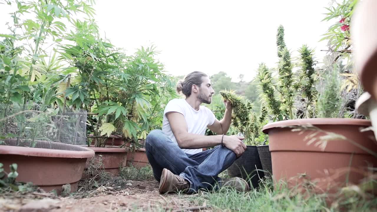 Man inspecting cannabis plants in a garden