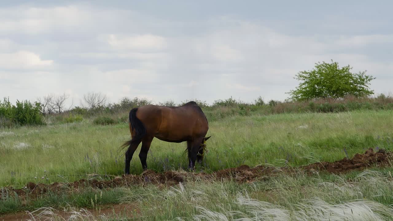 Cavallo marrone che pasca in un campo