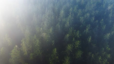 Niebla-Sobre-Un-Bosque,-Las-Nubes-Pasan-Sobre-Los-árboles