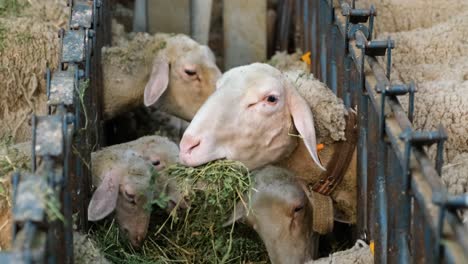 sheeps on a flock farm