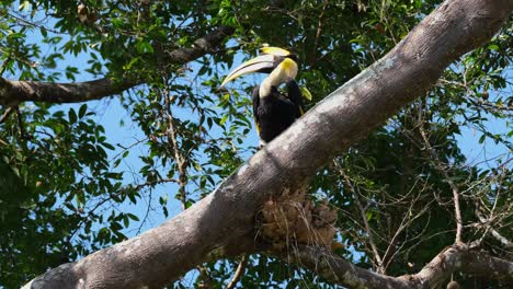 Perched-on-top-of-a-branch-looking-to-the-left-and-then-flies-away,-Great-Pied-Hornbill-Buceros-bicornis,-Khao-Yai-National-Park,-Thailand