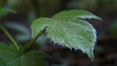 green leaf with frost