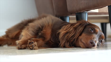 perro salchicha marrón dachshund mueve la cola juguetonamente mientras está tirado en el suelo