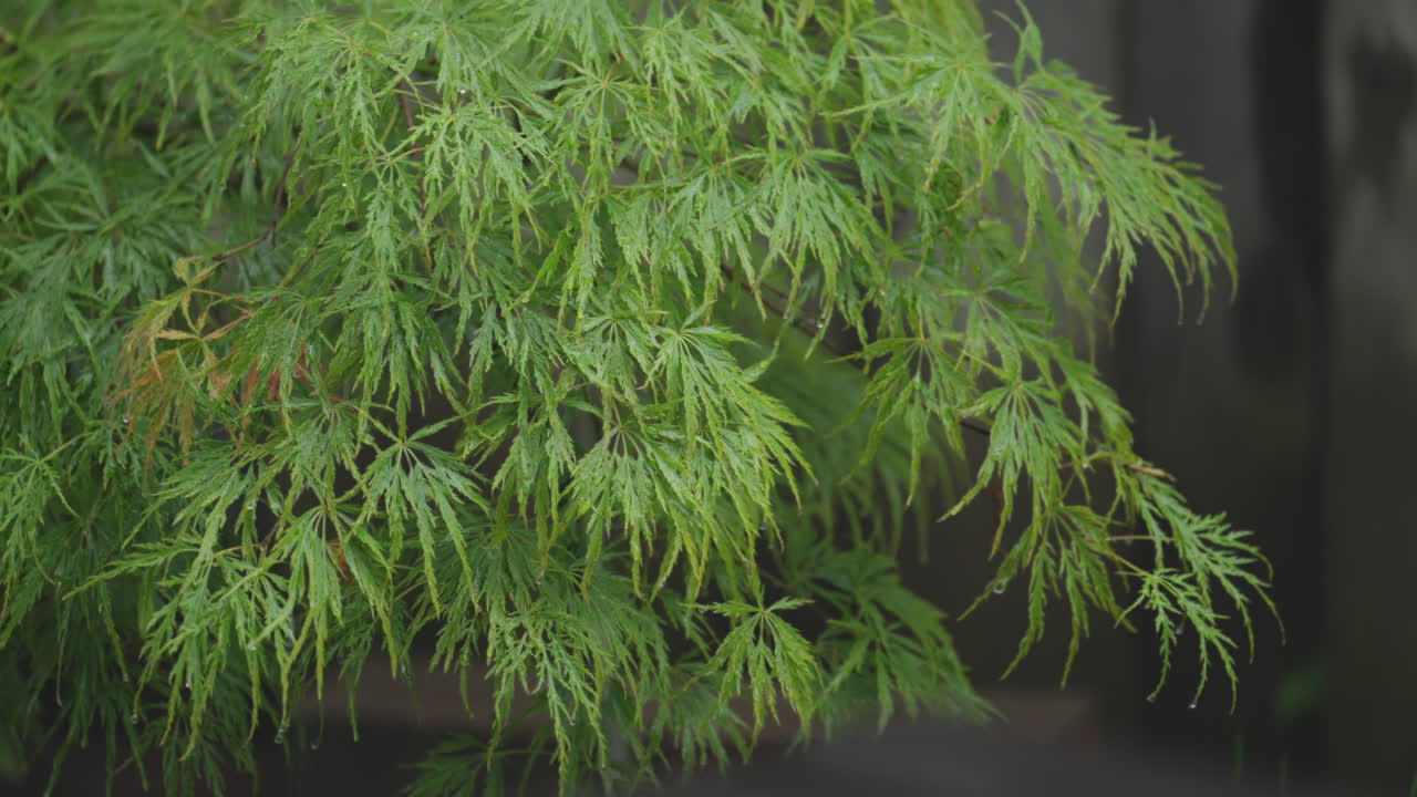 Lush green Japanese maple leaves swaying in the breeze outdoors