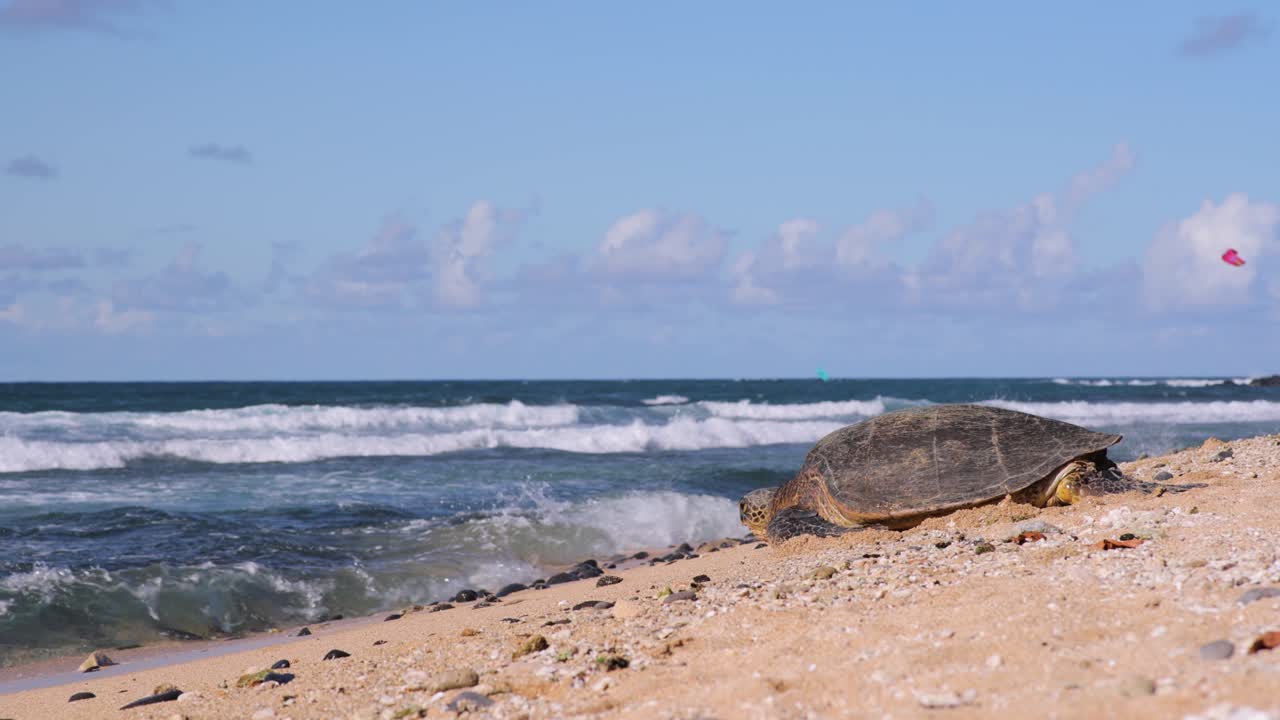 большая зеленая морская черепаха на суше, пробирающаяся к воде