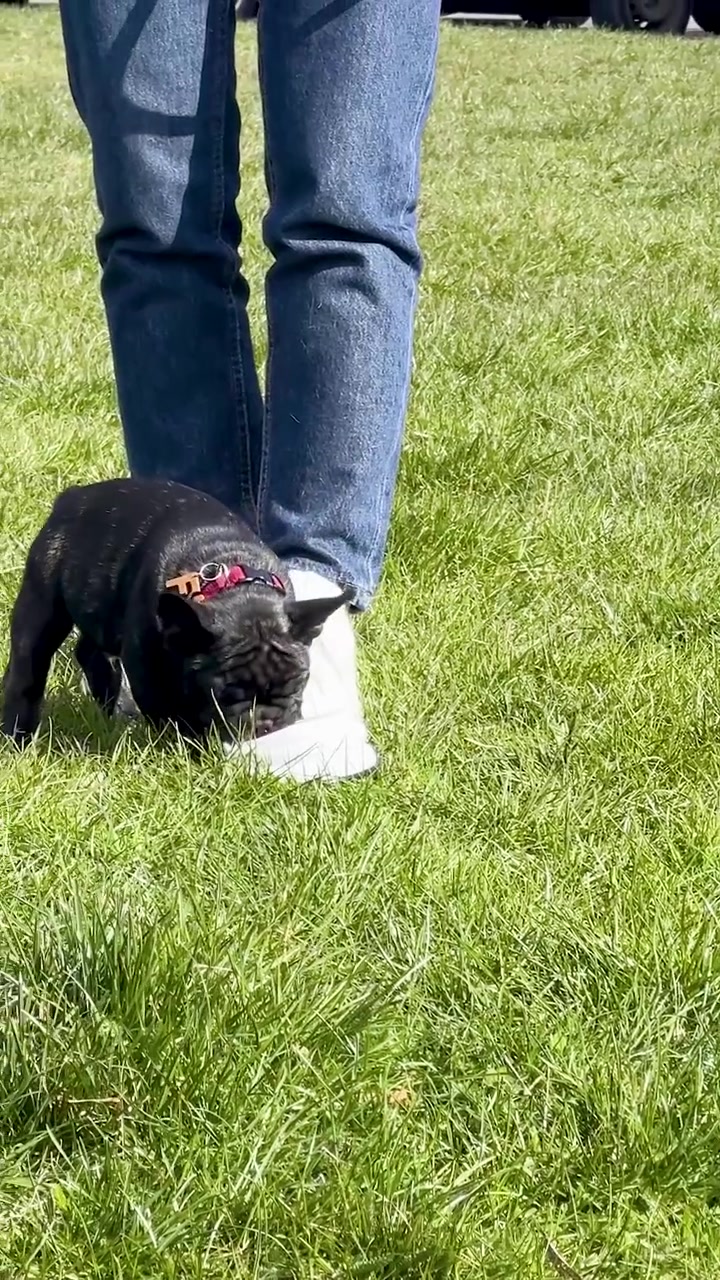 Un momento autentico di un adorabile cucciolo di bulldog francese nero che porta una ciotola d'acqua bianca in bocca mentre cammina su un prato soleggiato accanto al suo proprietario. Scena di lifestyle di alta qualità.