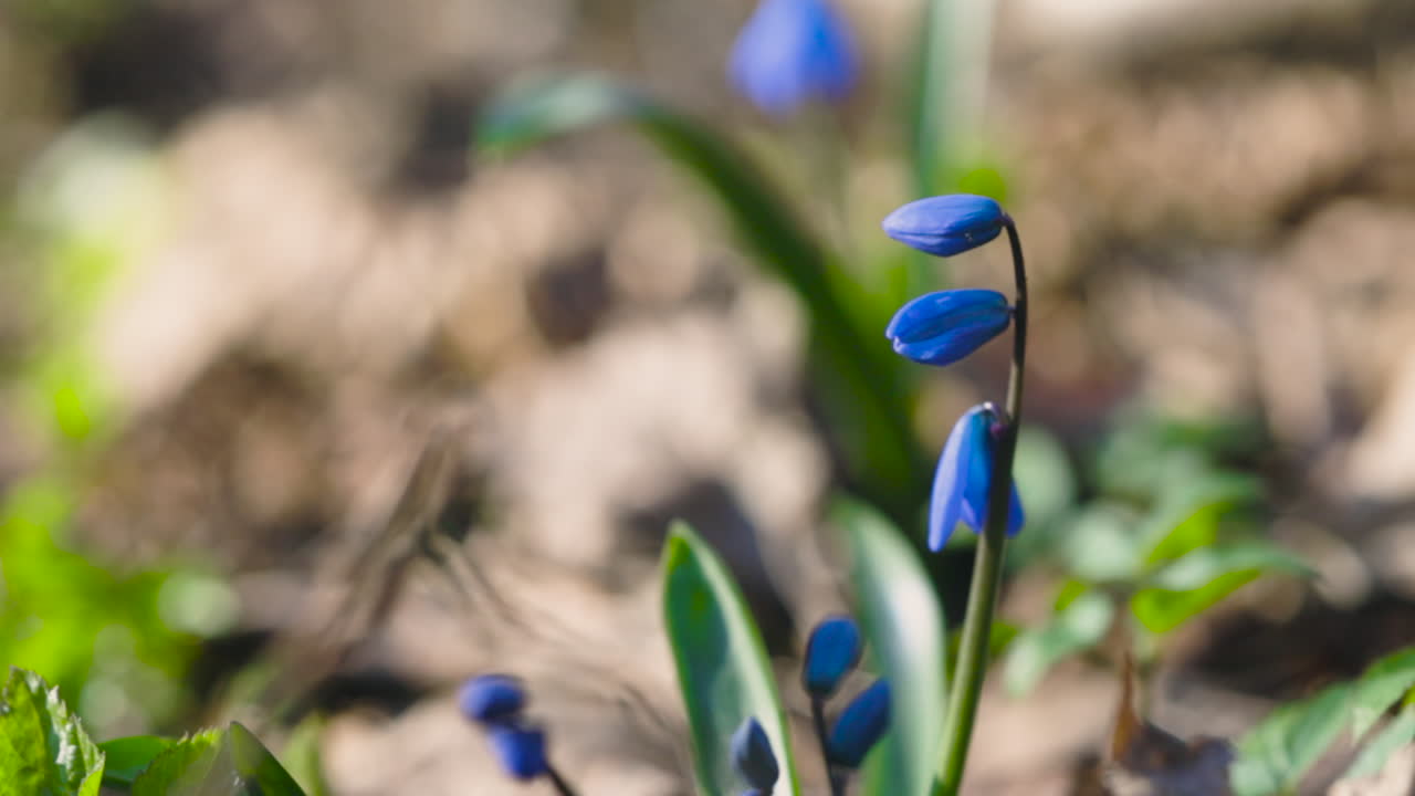 Panoramica ravvicinata di fiori blu chiusi e foglie verdi in una giornata di sole.