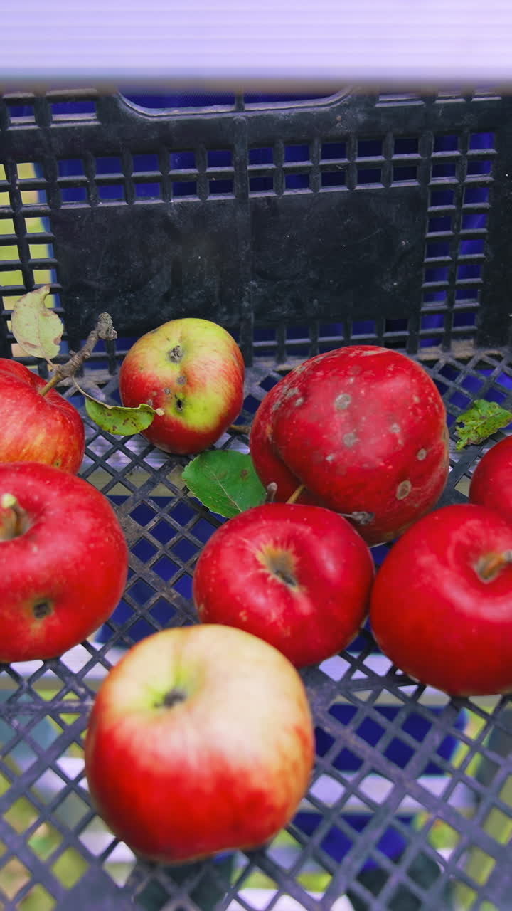 Harvesting ripe red apples into basket. Agriculture organic fruits farming. Vertical video