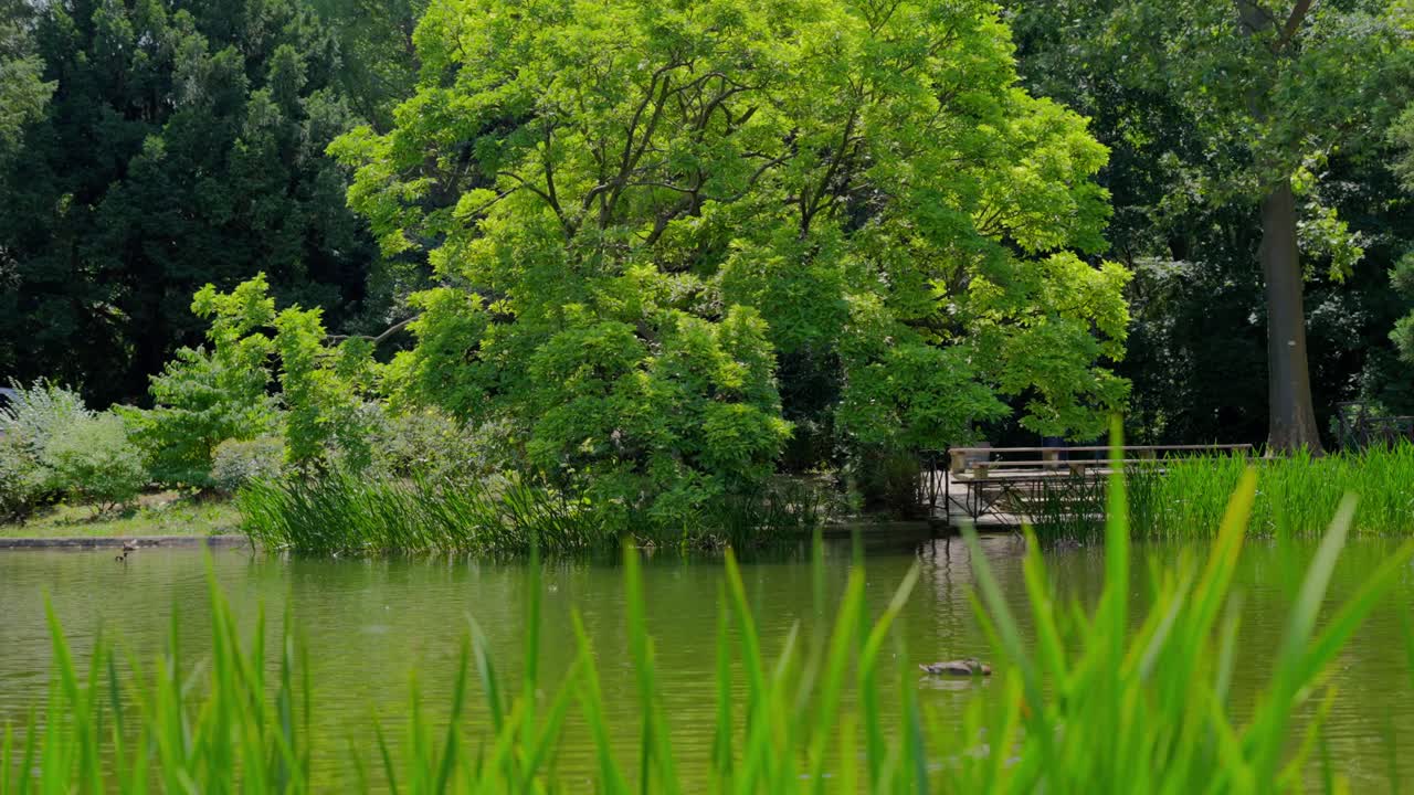 Cinematic pedestal shot of a Pond with ducks swimming in T&uuml;rkenschanzpark in Vienna with blurry long green grass in the foreground and green ash tree in the background