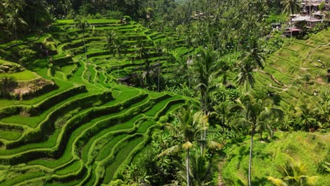 overhead aerial of ubud rice terraces in bali, showing lush greenery and traditional farming with luxury infinity pool looking out to valley