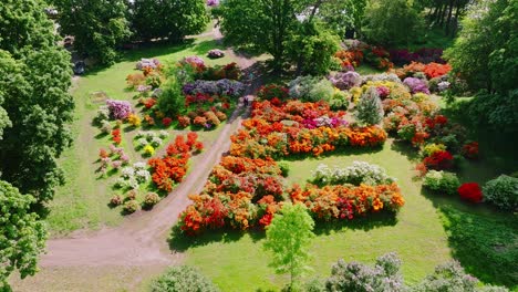 cinematic drone glide over blooming rhododendrons, botanical garden spring light