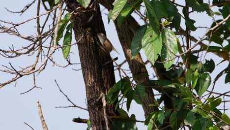 se alza en una ramita y luego vuela para continuar buscando alimento durante la mañana, warbler, tailandia