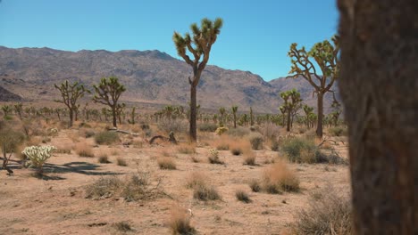 Joshua-Tree-En-El-Parque-Nacional-Joshua-Tree,-California