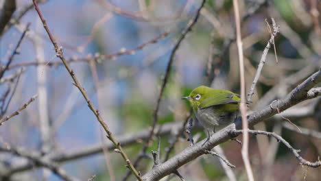 Japanese-Warbling-White-Eye-Bird-Perching-On-Tree-Branch-At-The-Park---Rack-Focus