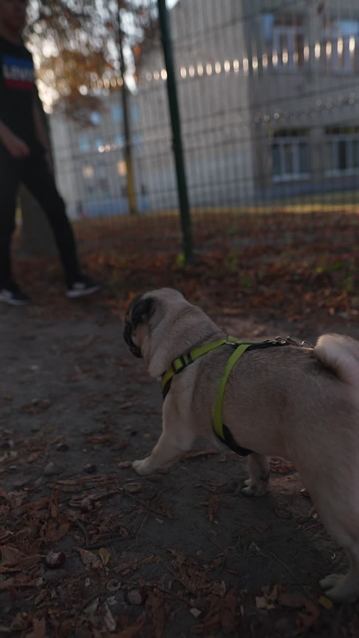 Pug Walking in Autumn Park