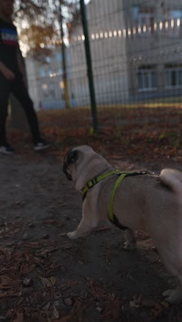 pug walking in autumn park