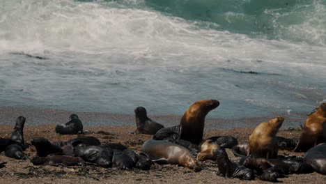 Südamerikanische-Seelöwenkolonie-Auf-Der-Halbinsel-Valdes-In-Chubut,-Argentinien