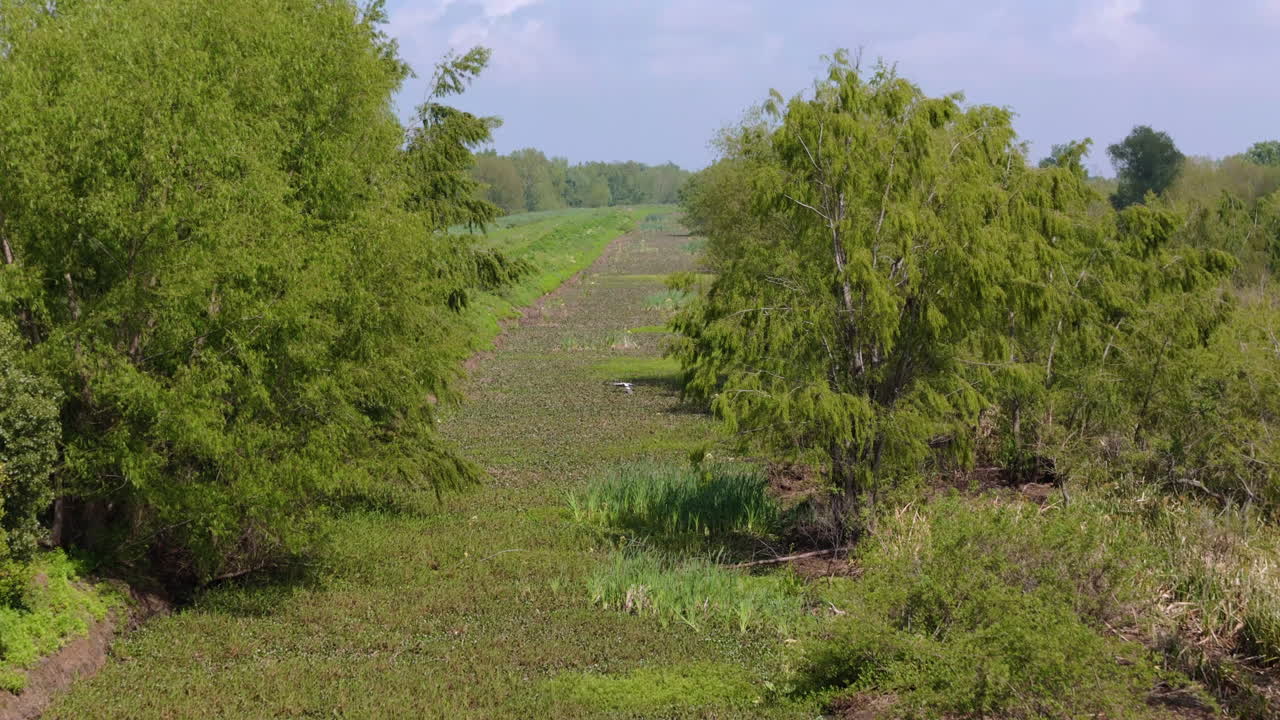 Lush greenery on the wetland with a small path cutting through with a flying bird in the distance.