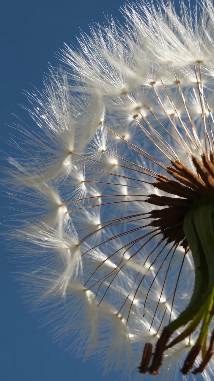 Primo piano di un soffione contro un cielo azzurro limpido