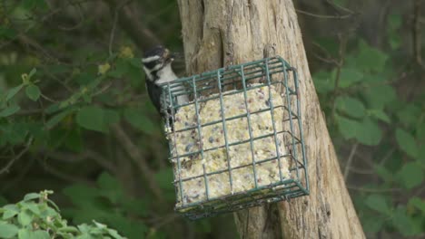 pájaro carpintero de pelo trepando un árbol y alimentador en cámara lenta