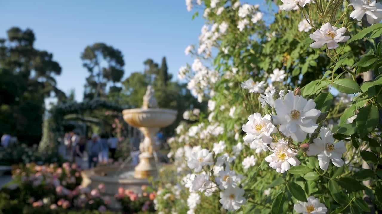 White roses and a couple on a romantic stroll in La Rosaleda, Retiro Park in spring. Beautiful garden scene.