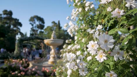 white roses and a couple on a romantic stroll in la rosaleda, retiro park in spring. beautiful garden scene.
