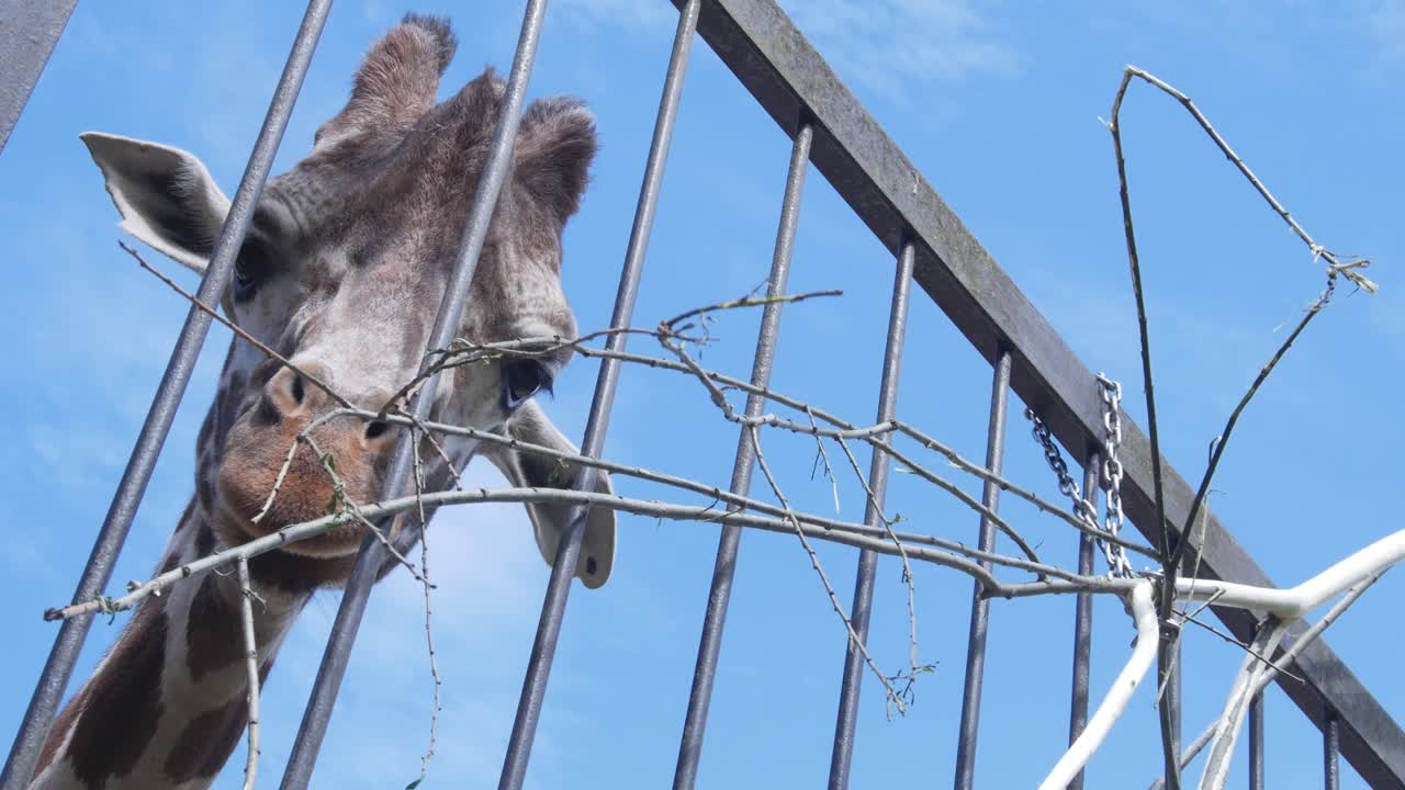 Giraffe Eats A Branch Attached To The Fence Of Kaunas Zoo