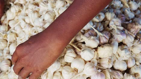 Weißer-Knoblauch,-Getrennt-Durch-Schwarze-Indische-Frauenhände,-Konzept-Der-Lebensmittelkrisenkette