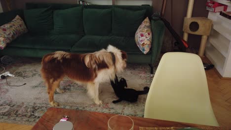 An-unequal-fight-between-a-big-dog-and-a-small-cat