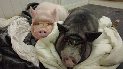 giant pet pigs are best friends