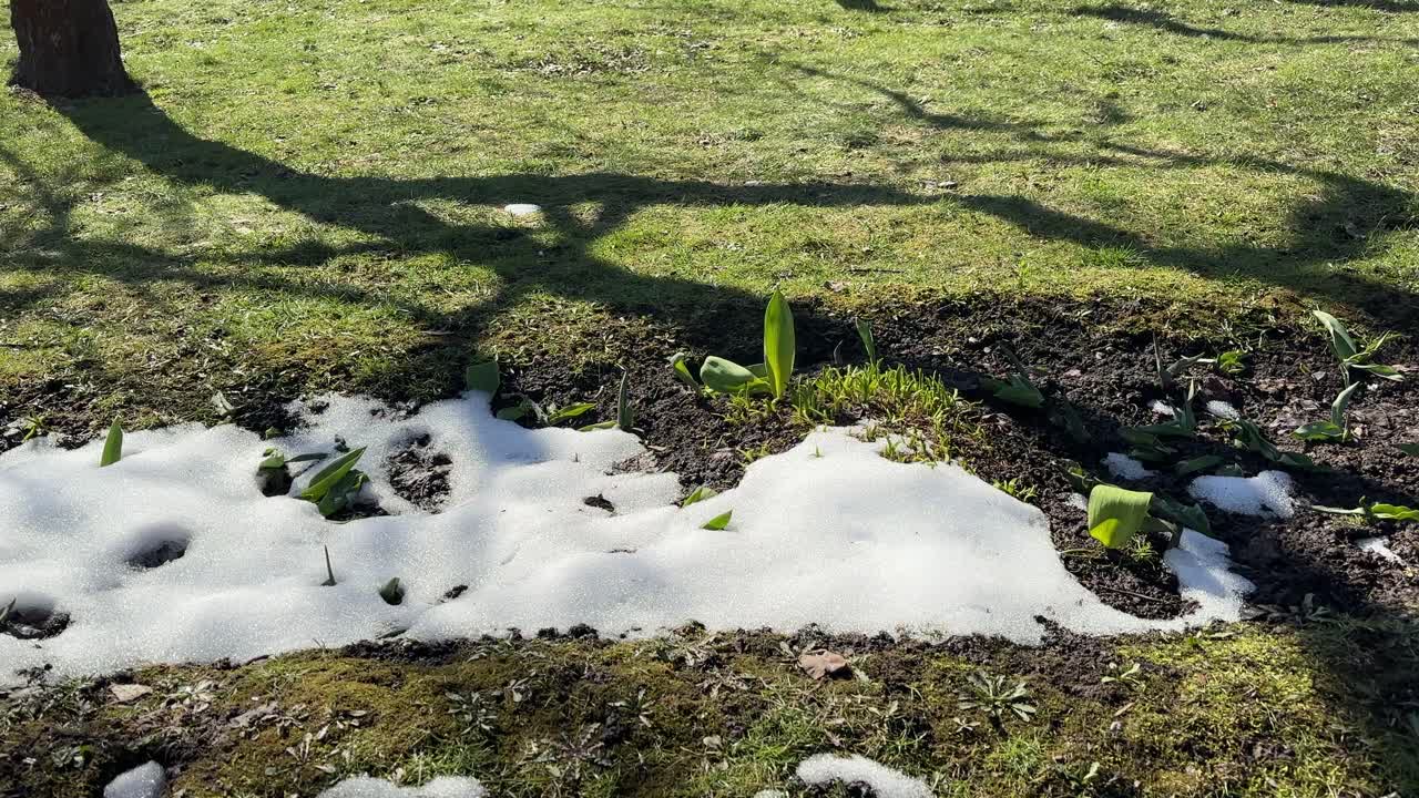 The first flowers are making their way to the sun through the last snow
