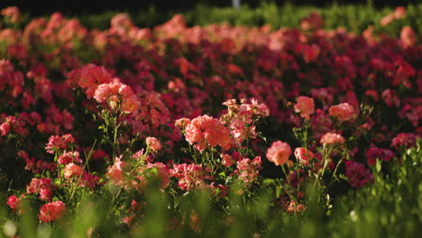 beautiful garden roses in bloom in motsameta, georgia