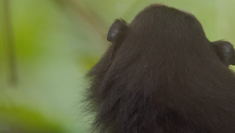 apretado primer plano de la cara de mono tamarin de silla de montar con fondo verde