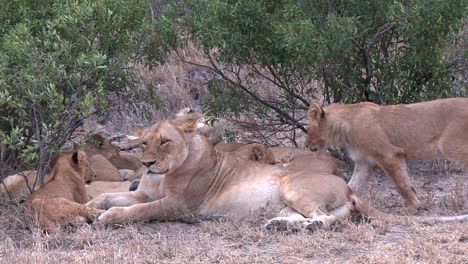 Pride-of-lions-rest-together-as-wind-blows-through-green-leaves