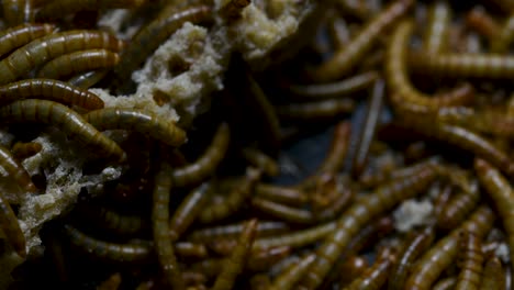 the mealworm is a species of darkling beetle used to feed pets like fish, snakes, birds, and frogs