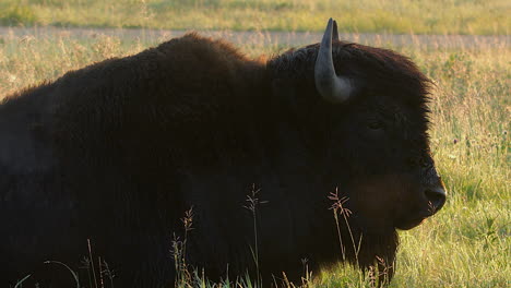 close-up profile of plains bison reclined on golden backlit grassland