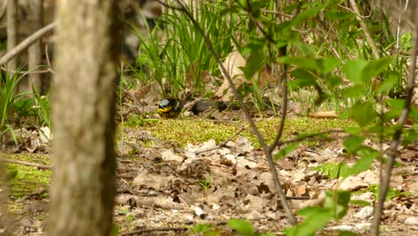 Nahaufnahme-Eines-Magnoliensängervogels,-Der-Sich-Auf-Dem-Boden-Ernährt