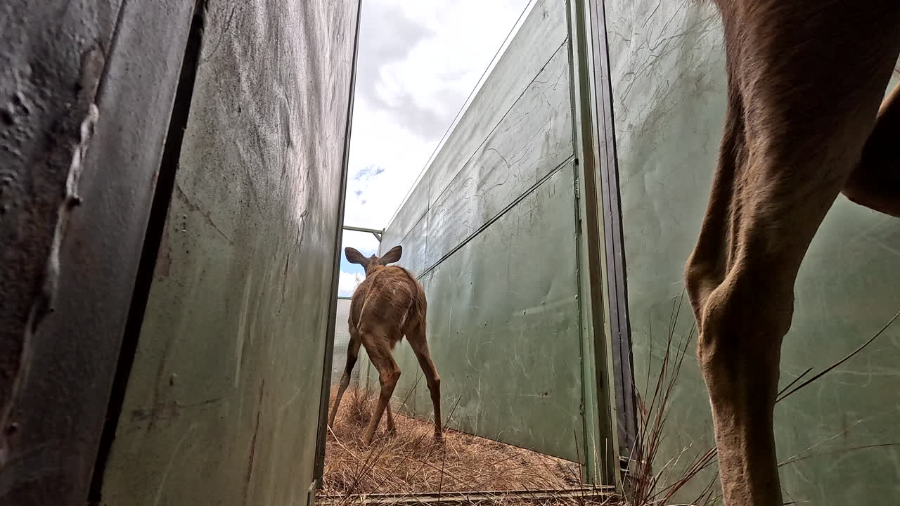 Low POV shot of young skittish kudu game capture in farm boma for relocation