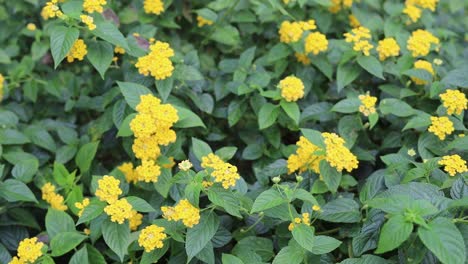 beautiful yellow flower in the garden