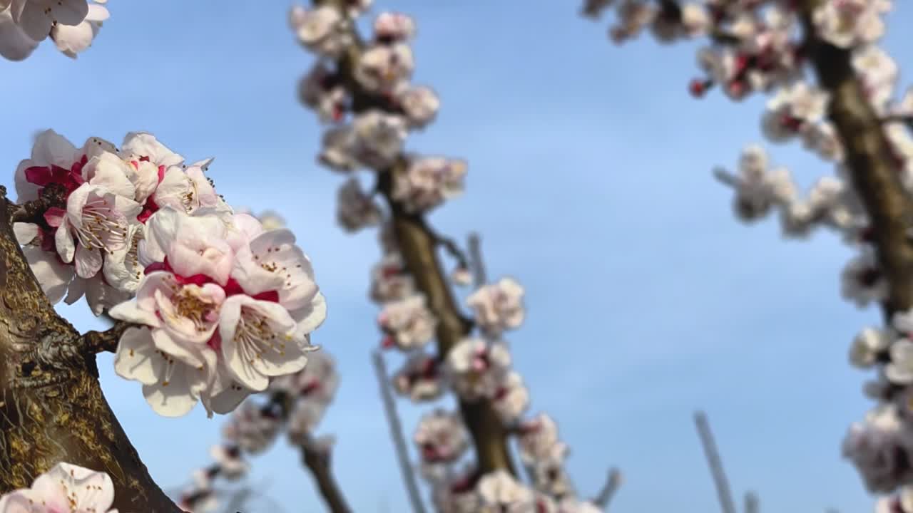 Primo piano di fiori di albicocco su un ramo d'albero con sfondo di cielo azzurro tenue in un tranquillo frutteto primaverile, scena naturale di fioritura stagionale.