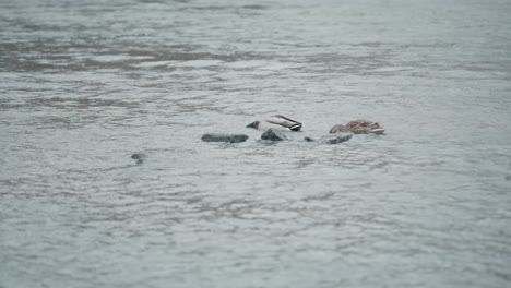 Few-Moret-ducks-swimming-on-a-river-during-cloudy-day-in-France