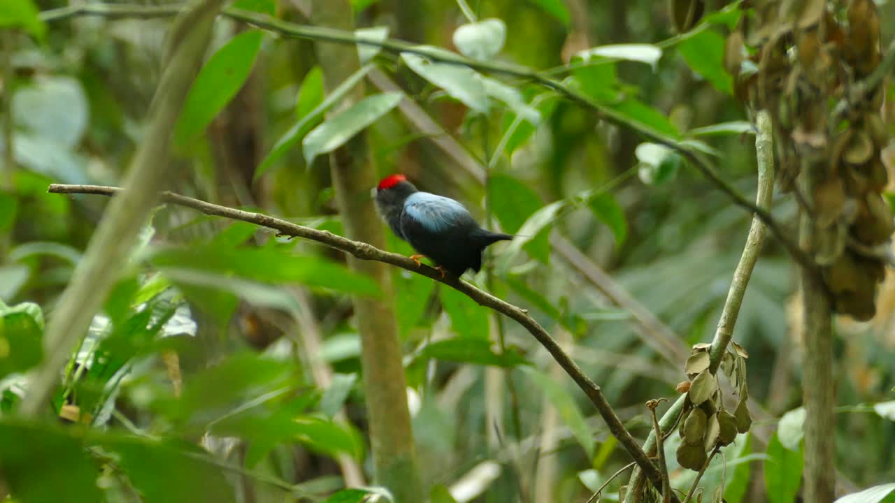 hermoso manakin macho de lomo azul, pájaro colorido en la selva tropical de panamá