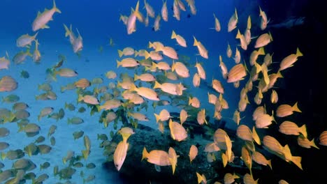 school of yellow fish in a coral reef