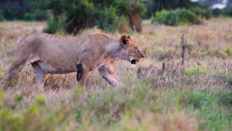 slow-motion shot of a lion passing by in a national park