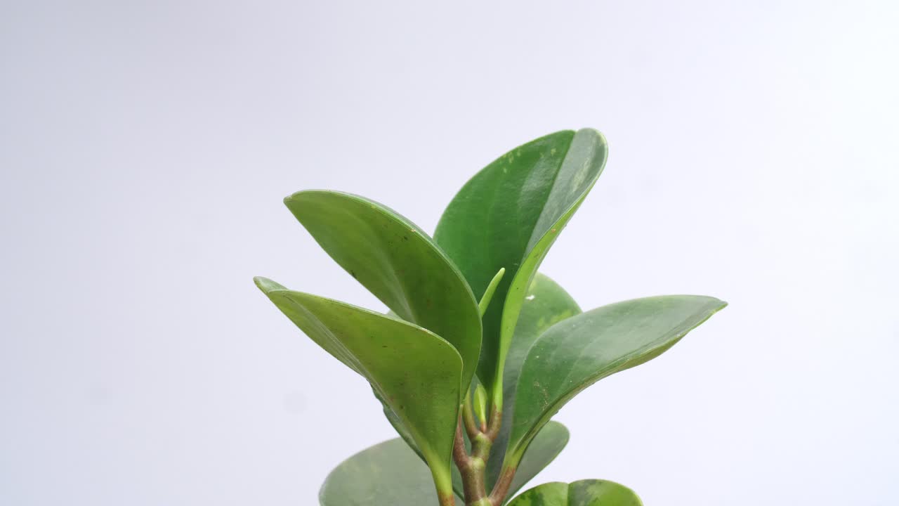 Primo piano di Ficus elastica che ruota su se stesso su sfondo bianco