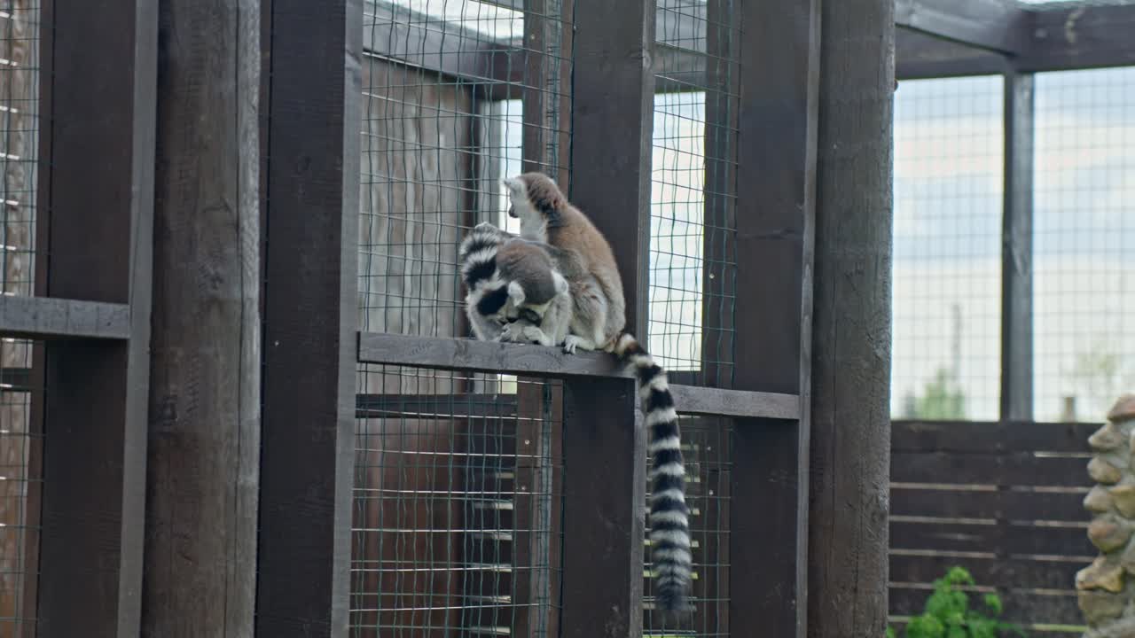 Two ring-tailed lemurs cuddle closely on a wooden beam inside a wire-mesh enclosure, tails intertwined in affectionate embrace