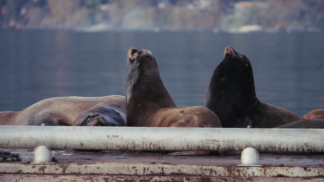 Sea lions rest on a floating dock in autumn with calm waters around