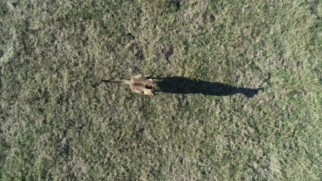 aerial close up of isolated kangaroo looking curiously around as it senses the landscape around