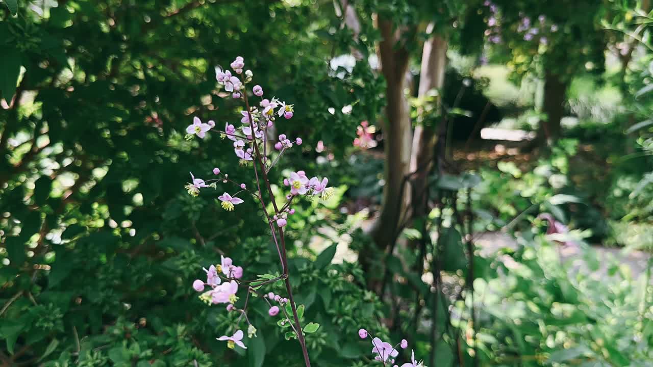 flores rosadas delicadas en un entorno de jardín