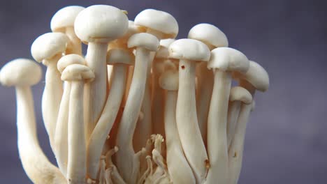 close-up of white mushrooms